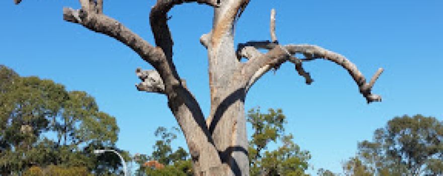 BALGA Friday Market