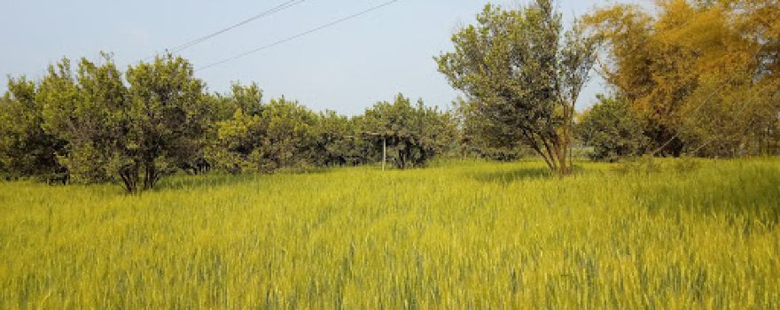 garden Of Orange