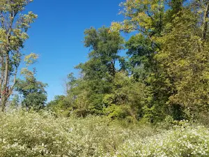 Mill Valley Park - Central