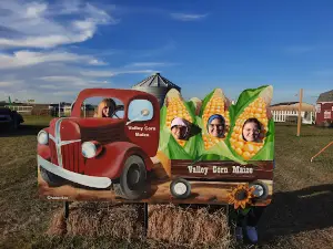 Valley Corn Maize