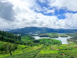 Tea Park