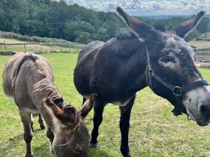 Ferme pédagogique Pat'afoin