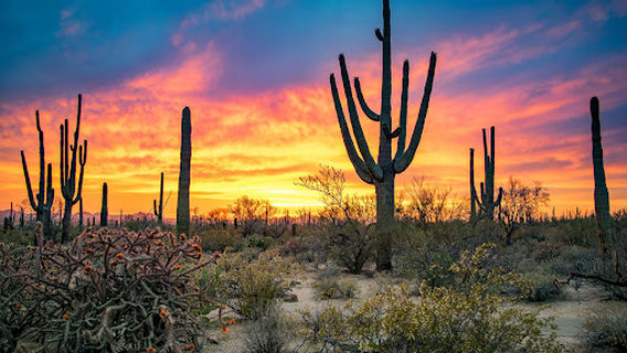 Sonoran Desert National Monument