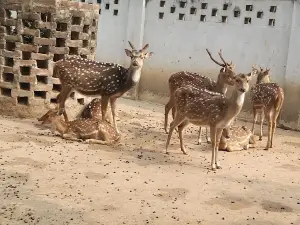 Swapnopuri Mini Zoo