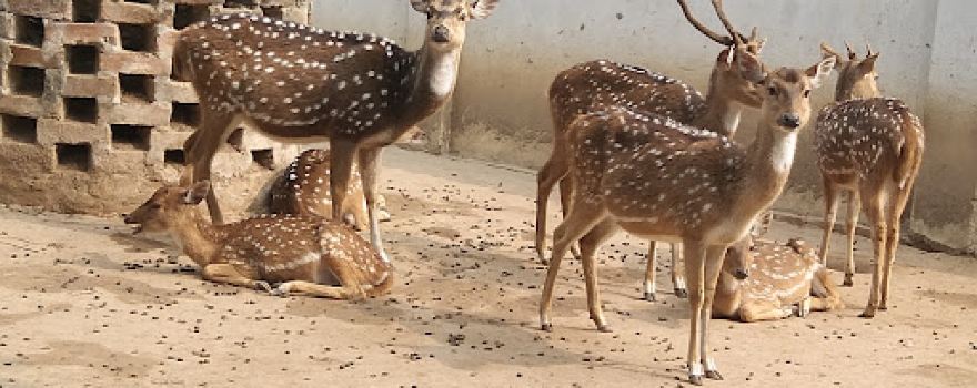 Swapnopuri Mini Zoo
