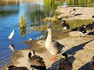Gibson Ranch Regional Park
