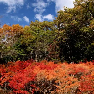 神戶市立森林植物園