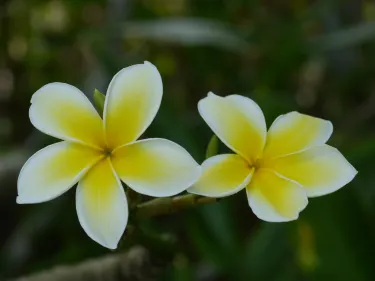 Ene'io Botanical Garden