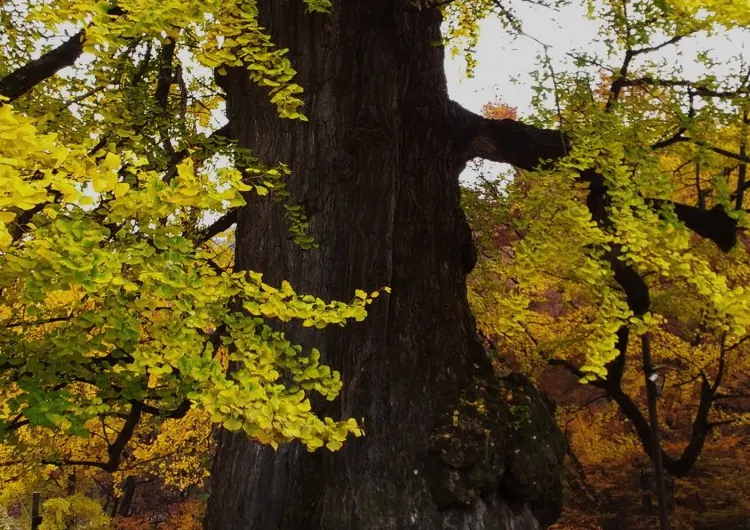 양평 날씨, 양평 기온 가이드, 여행하기 가장 좋은 계절, 기온별 옷차림