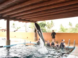 Delfiniti of Mexico