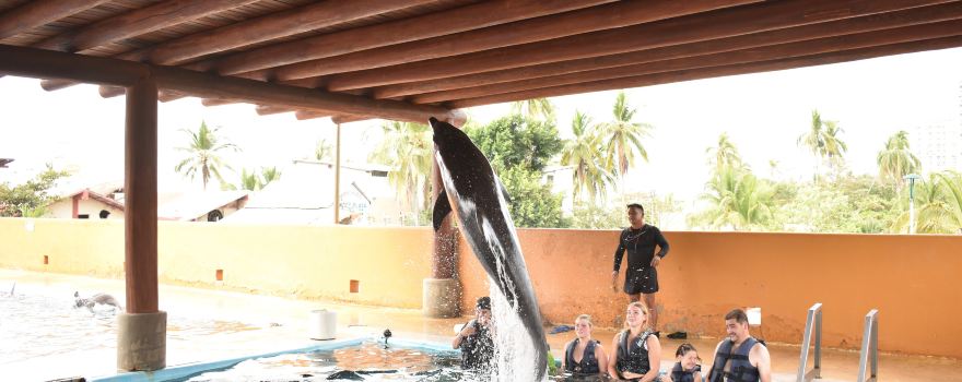 Delfiniti of Mexico