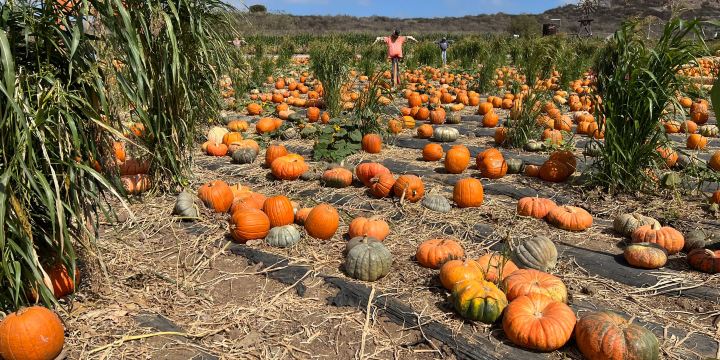 Tanaka Farms