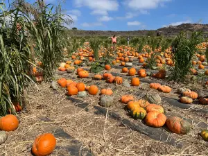 Tanaka Farms