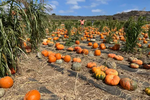 Tanaka Farms