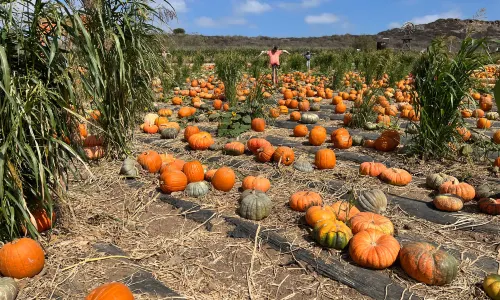 Tanaka Farms