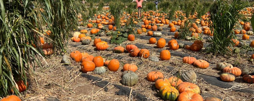 Tanaka Farms