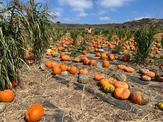 Hotels near Tanaka Farms