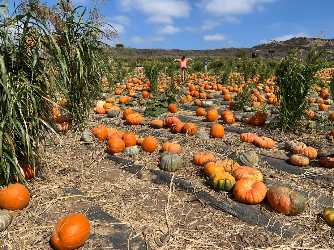 1_Tanaka Farms