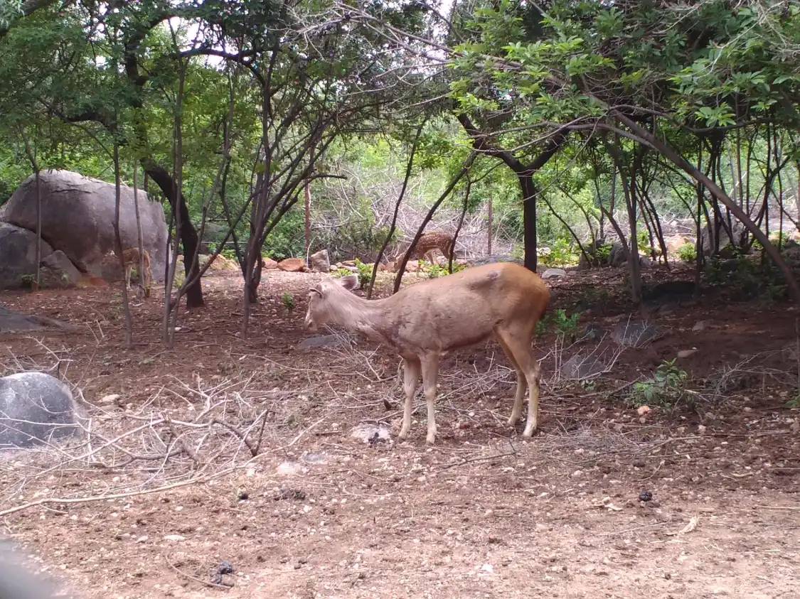 Hotels near Mrugavani National Park