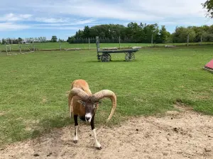 Oshawa Zoo & Fun Farm