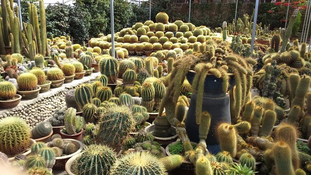 Cactus Valley