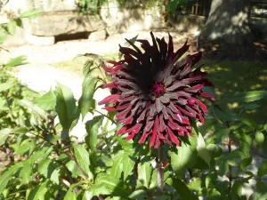 耶拿植物園