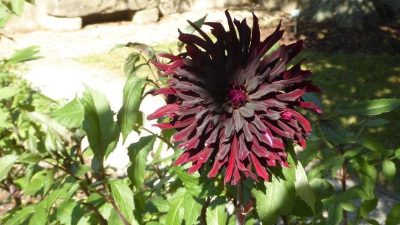 Botanical Garden