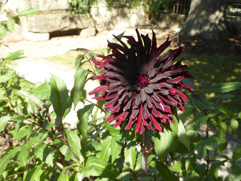 Botanical Garden