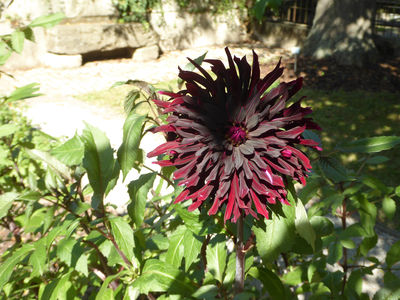 Botanical Garden