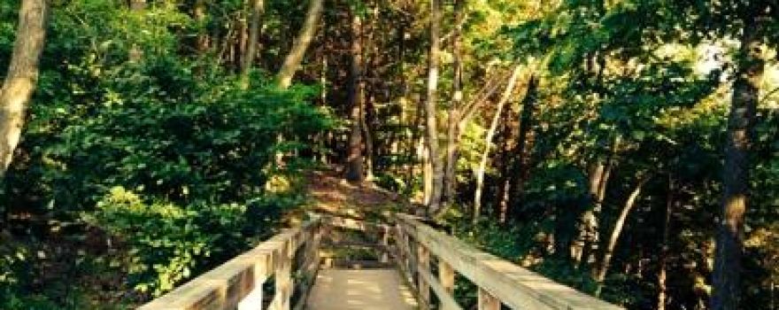 Pine Grove
