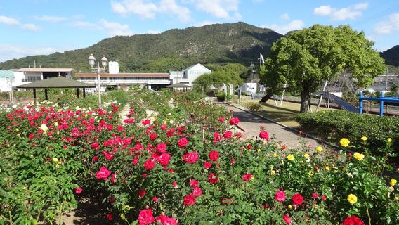 Yoshiumi Rose Park