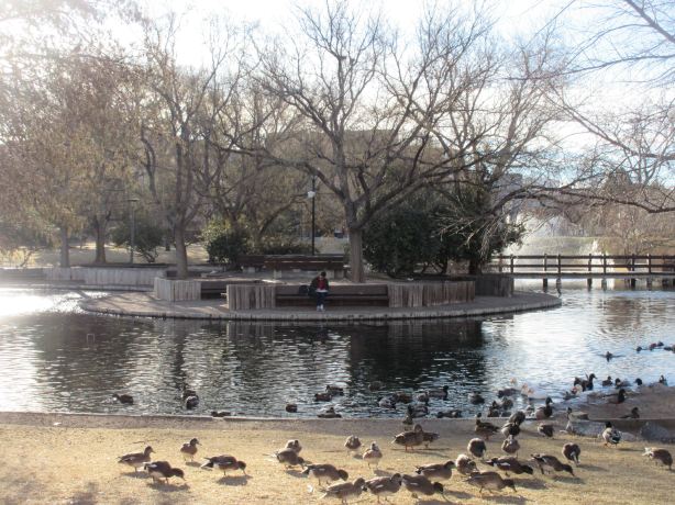 UNM Duck Pond