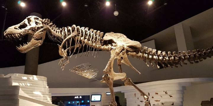 The Mind Museum
