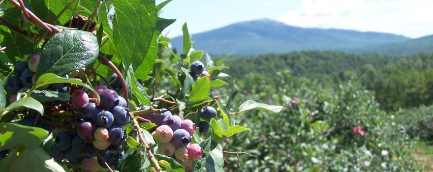 Monadnock Berries