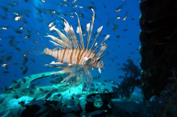 Lucky Divers Eilat