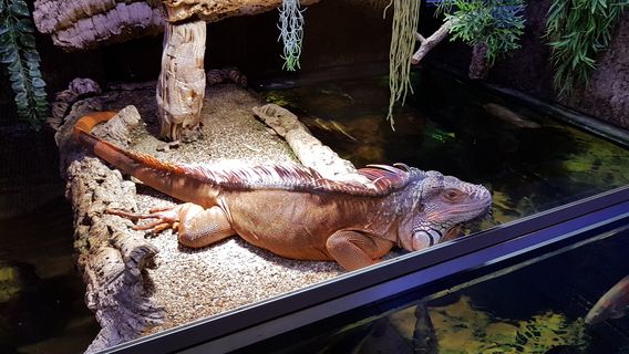 Busumer Meereswelten