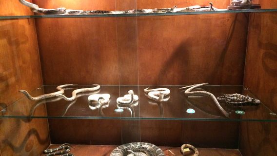 Rahmat International Wildlife Museum & Gallery