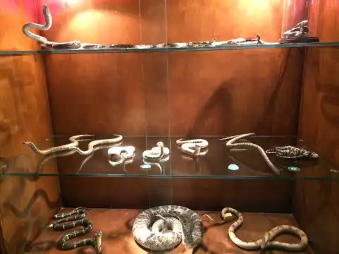 Hotels near Rahmat International Wildlife Museum & Gallery