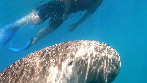 ORCA Dive Club Moreen Beach