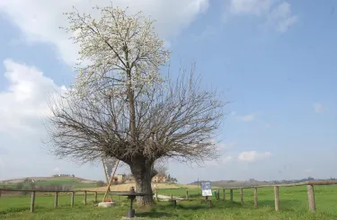 Bialbero del Malvasia di Casorzo