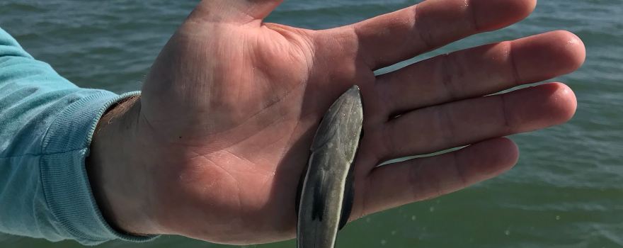 ShastyMcNasty Fishing LLC