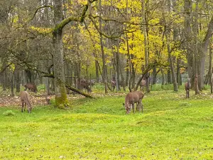Wild Park at the lake