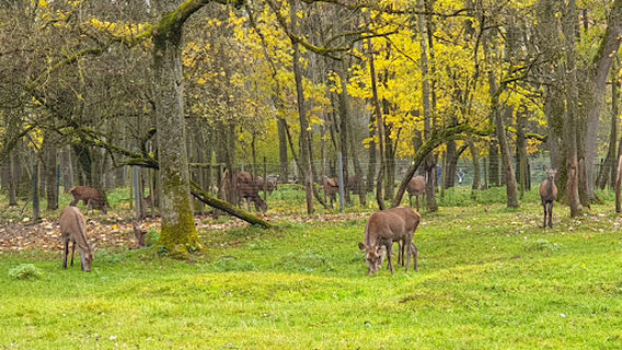 Вильдпарк ам Баггерзе