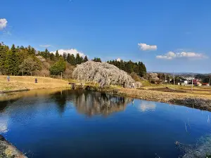 Hanazono Shidare Sakura