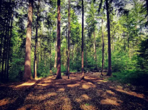 Natural Monument Paterzeller Eibenwald