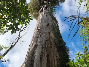 Fern Walk, Totara Reserve