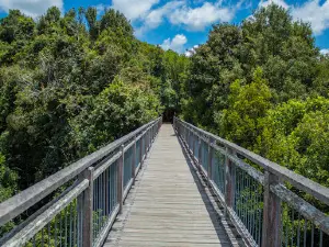 Skywalk lookout, Dorrigo National Park