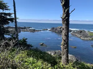 Ancient Cedars Loop Trail
