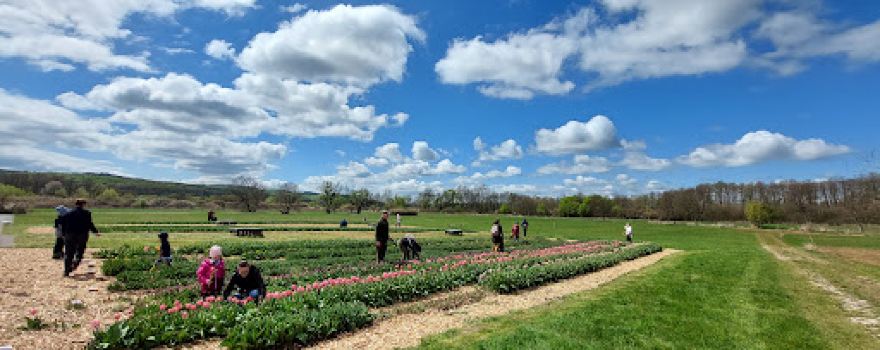 TulipGarden Csömödér