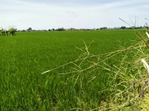 Patung Jeruk Pangkep (Bola Tellu'E attang'ale)
